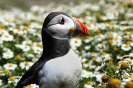 Skomer Island and Puffins_1