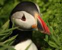 Skomer Island and Puffins_2