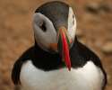 Skomer Island and Puffins_3