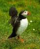 Skomer Island and Puffins_4