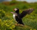 Skomer Island and Puffins_5