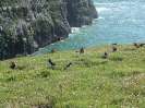 Skomer Island and Puffins_6