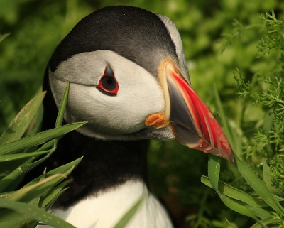 Skomer Island Nature Reserve