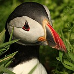 Skomer Island Nature Reserve