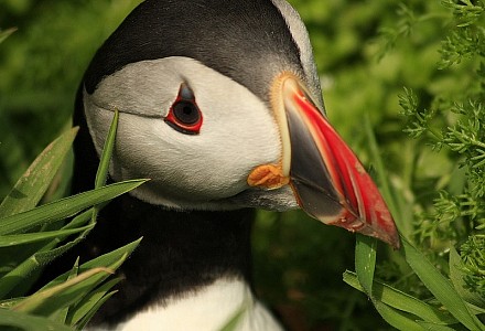 Skomer Island Nature Reserve